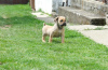 Photos supplémentaires: Chiots Boerboel Mastiff sud-africains