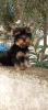 Photo №2 de l'annonce № 81059 de la vente biewer yorkshire terrier - acheter à Turquie 