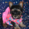 Photo №1. yorkshire terrier - à vendre en ville de Galtby | négocié | Annonce №55304