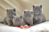 Photo №1. british shorthair - à vendre en ville de Антверпен | 200€ | Annonce № 108796