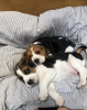 Photo №4. Je vais vendre beagle en ville de Kiev. annonce privée - prix - 380€