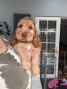 Photo №1. cocker spaniel anglais - à vendre en ville de Hicksville | 284€ | Annonce №83622