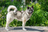 Photo №3. Le chien métis Akita veut vraiment rentrer à la maison !!. Fédération de Russie