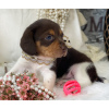 Photo №4. Je vais vendre beagle en ville de São Paulo. annonce privée - prix - 199€