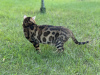 Photos supplémentaires: Magnifique chat Bengal - GrandInterChampion de la race