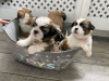 Photo №2 de l'annonce № 99423 de la vente shih tzu - acheter à USA éleveur