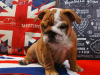 Photo №2 de l'annonce № 7567 de la vente bulldog anglais - acheter à Fédération de Russie éleveur
