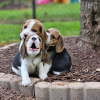 Photo №1. beagle - à vendre en ville de Штутгарт | 360€ | Annonce №120612