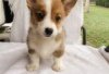 Photo №1. welsh corgi - à vendre en ville de Berlin | Gratuit | Annonce №126988