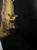 Photo №3. Chiot mâle Pinscher nain. Italie