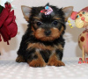 Photo №1. yorkshire terrier - à vendre en ville de Genève | 379€ | Annonce №56237