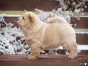 Photo №4. Je vais vendre chow-chow en ville de Samara. éleveur - prix - Négocié