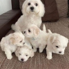 Photo №1. bichon maltais - à vendre en ville de Vienna | négocié | Annonce №47507