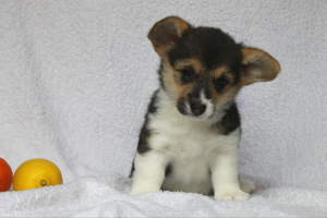 Photo №1. welsh corgi - à vendre en ville de Kiev | 771€ | Annonce №5027