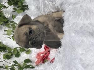 Photos supplémentaires: Chiot bouledogue français