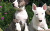 Photo №1. bull terrier - à vendre en ville de Milan | 350€ | Annonce №110969