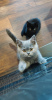 Photo №4. Je vais vendre british shorthair en ville de Tbilissi. éleveur - prix - 284€