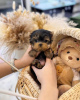 Photo №1. yorkshire terrier - à vendre en ville de Chicago | 379€ | Annonce №110528