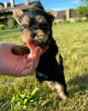 Photo №4. Je vais vendre yorkshire terrier en ville de Калифорния Сити. éleveur - prix - 379€