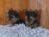 Photo №1. yorkshire terrier - à vendre en ville de Helsinki | Gratuit | Annonce №93036