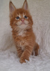 Photo №1. maine coon - à vendre en ville de Дармштадт | négocié | Annonce № 109462