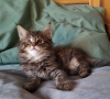 Photo №3. 2 chatons Maine Coon en bonne santé à vendre. Pays Bas