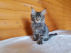 Photos supplémentaires: Vente d'un chaton Maine Coon affectueux, couleur tigre noir