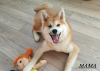 Photo №1. akita (chien) - à vendre en ville de Tambov | négocié | Annonce №7771