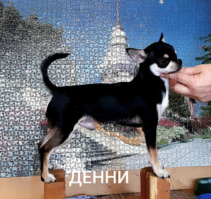 Photo №4. Je vais vendre chihuahua en ville de Sébastopol. de la fourrière - prix - 550€