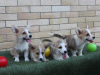 Photos supplémentaires: Chiots Welsh Corgi Pembroke