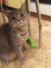 Photo №4. Je vais vendre british shorthair en ville de Москва. annonce privée - prix - 6€