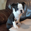 Photos supplémentaires: Chiots Boston Terrier à vendre