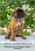 Photos supplémentaires: Chiots Boxer allemand du Club