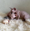 Photo №1. sphynx - à vendre en ville de New york | 284€ | Annonce № 87610