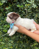 Photo №1. shih tzu - à vendre en ville de Julianadorp | Gratuit | Annonce №100083