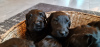Photo №2 de l'annonce № 42297 de la vente terrier noir russe - acheter à Pologne 
