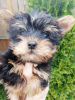 Photo №1. biewer yorkshire terrier, yorkshire terrier - à vendre en ville de Riga | 400€ | Annonce №105639