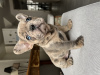 Photo №4. Je vais vendre bouledogue en ville de Genève. annonce privée - prix - négocié