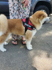 Photo №1. akita (chien) - à vendre en ville de Odessa | négocié | Annonce №20511
