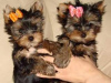 Photo №1. yorkshire terrier - à vendre en ville de Мадрид | 300€ | Annonce №122753