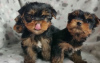 Photo №1. yorkshire terrier - à vendre en ville de Munich | négocié | Annonce №35878