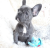 Photo №3. Adorables chiots bouledogue français en adoption gratuite. Allemagne