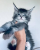 Photo №4. Je vais vendre maine coon en ville de Мёнхенгладбах. annonce privée - prix - 400€