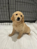 Photo №2 de l'annonce № 115942 de la vente golden retriever - acheter à Allemagne 