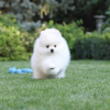 Photo №4. Je vais vendre spitz nain en ville de Штутгарт. annonce privée - prix - 360€