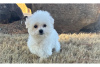 Photo №4. Je vais vendre bichon à poil frisé en ville de Cave.  - prix - négocié