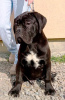 Photo №1. cane corso - à vendre en ville de Žitište | négocié | Annonce №95672