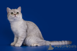 Photos supplémentaires: Chinchilla argenté Scottish Fold