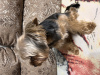 Photo №3. chien reproducteur en Kazakhstan. Annonce № 78114