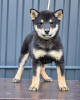 Photo №4. Je vais vendre shiba en ville de Belgrade. éleveur - prix - négocié